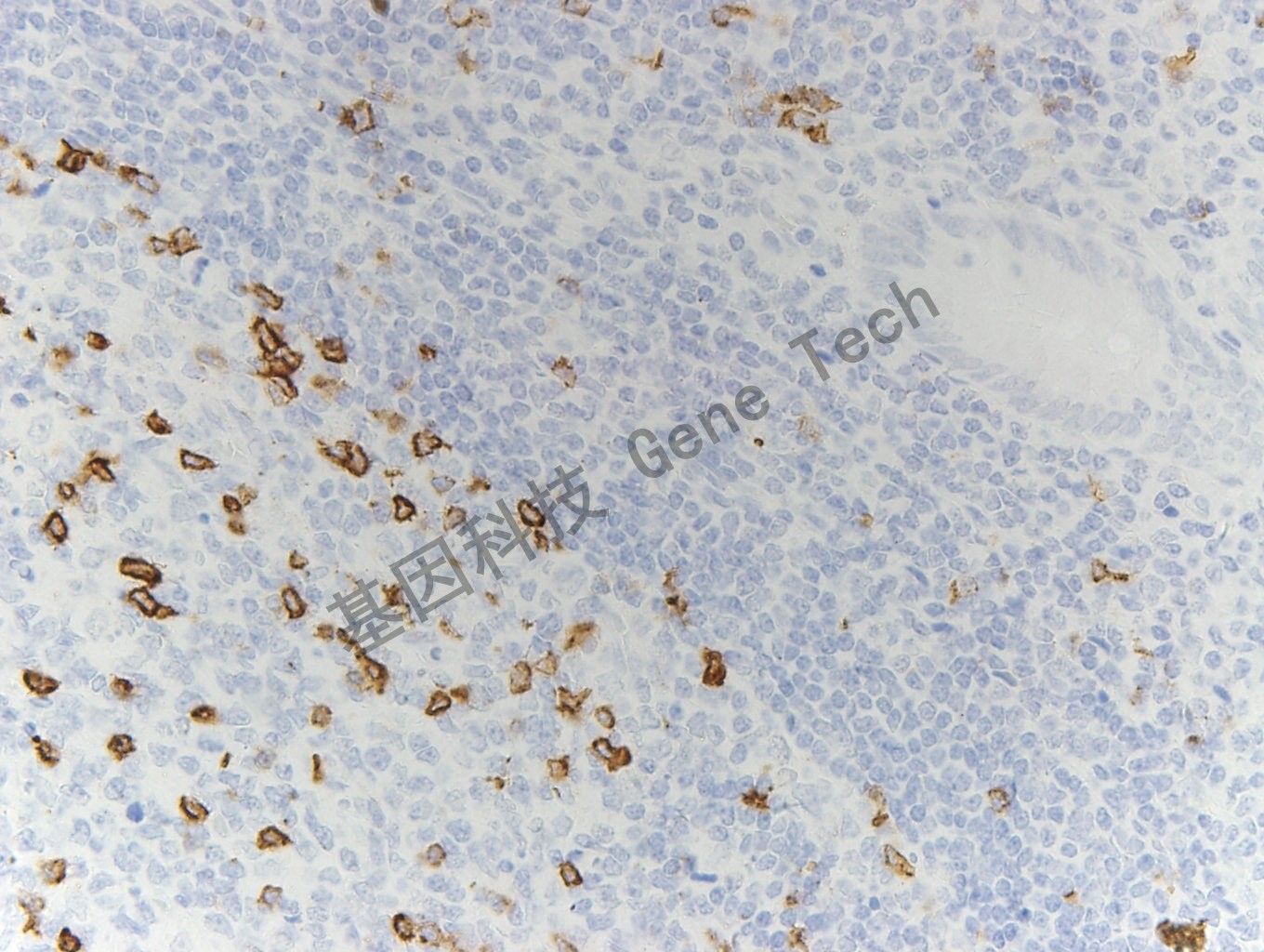 1617853827767135.jpg